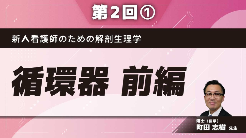 新人看護師のための解剖生理学【第2回】循環器 前編 Part①血管