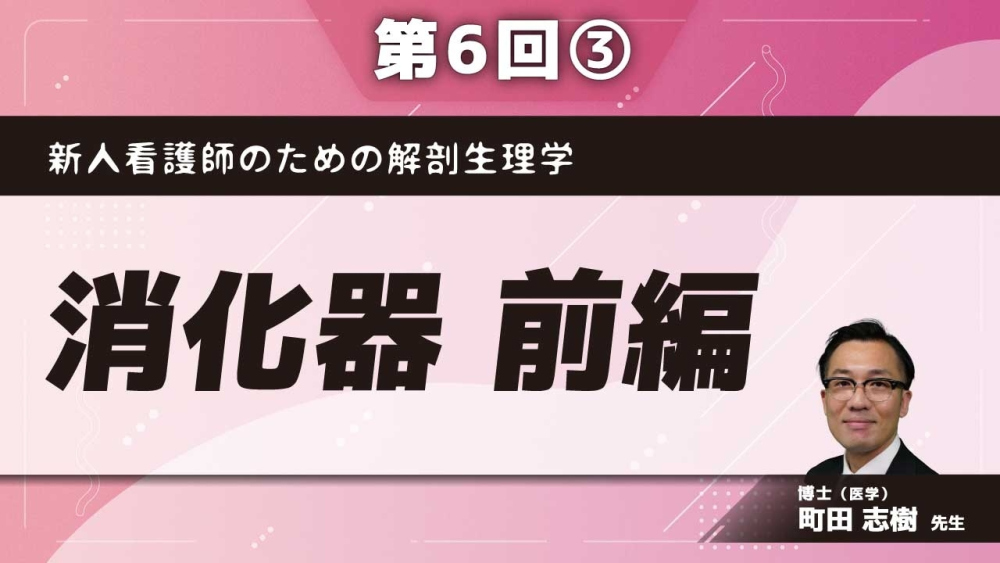 新人看護師のための解剖生理学 【第6回】消化器 前編 Part③胃