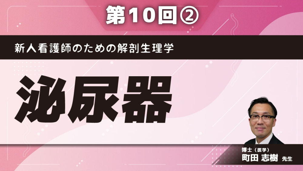 新人看護師のための解剖生理学 【第10回】泌尿器 Part②腎動脈・腎静脈・腎小体