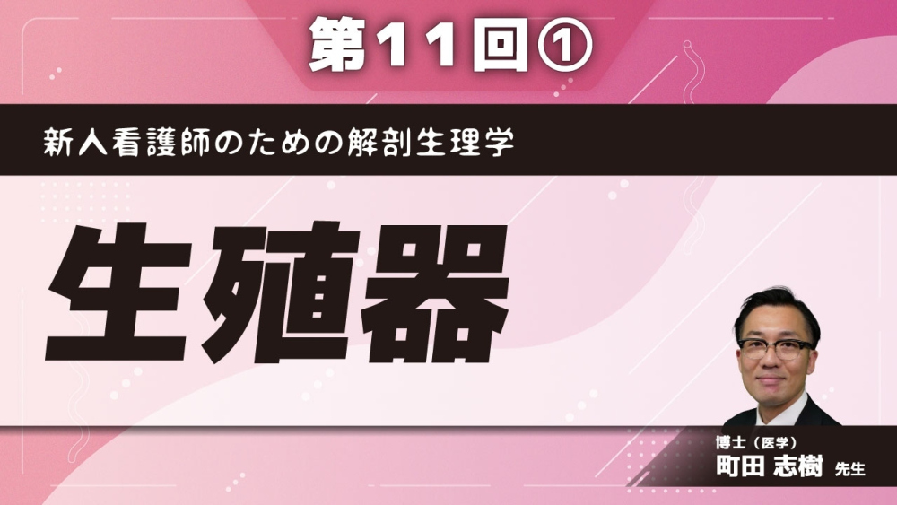 新人看護師のための解剖生理学 【第11回】生殖器 Part①男性生殖器