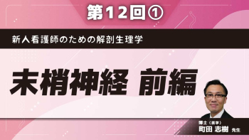 新人看護師のための解剖生理学 【第12回】末梢神経 前編 Part①末梢神経の概論
