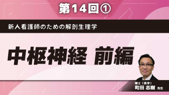 新人看護師のための解剖生理学【第14回】中枢神経 前編 Part①中枢神経の構成