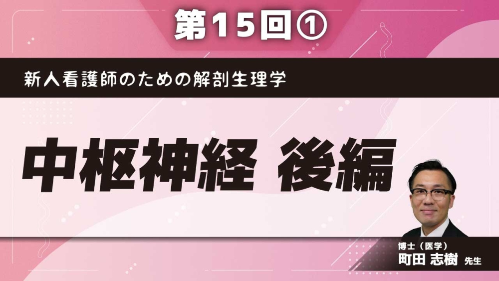 新人看護師のための解剖生理学 【第15回】中枢神経 後編 Part①大脳皮質の機能局在 頭頂葉・側頭葉・後頭葉
