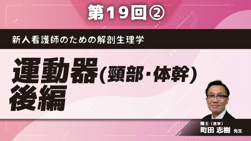 新人看護師のための解剖生理学 【第19回】運動器(頸部・体幹)　後編 Part②背筋群、後頭部の筋、浅頸筋、深頸筋