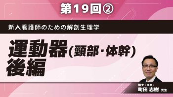 新人看護師のための解剖生理学 【第19回】運動器(頸部・体幹)　後編 Part②背筋群、後頭部の筋、浅頸筋、深頸筋